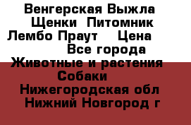 Венгерская Выжла. Щенки. Питомник Лембо Праут. › Цена ­ 35 000 - Все города Животные и растения » Собаки   . Нижегородская обл.,Нижний Новгород г.